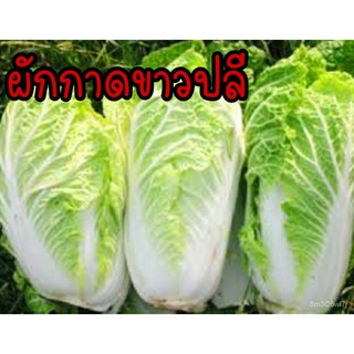 （เมล็ดพันธุ์ ถูก คละ）เมล็ดผักกาดขาวปลี 200 เมล็ด เมล็ดพันธุ์ผัก ผักกินใบ ปลูกง่ายโตไว L5BA