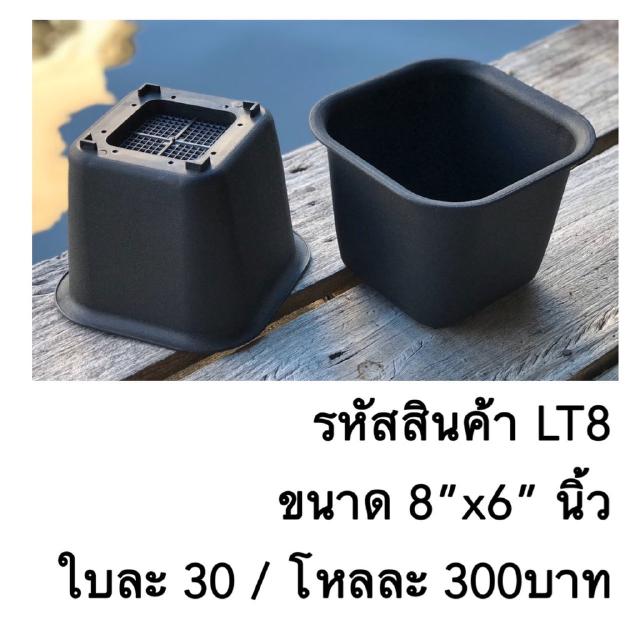 LT8 กระถางต้นไม้แคคตัส ขนาด 8 x 6 นิ้ว 1 ใบ