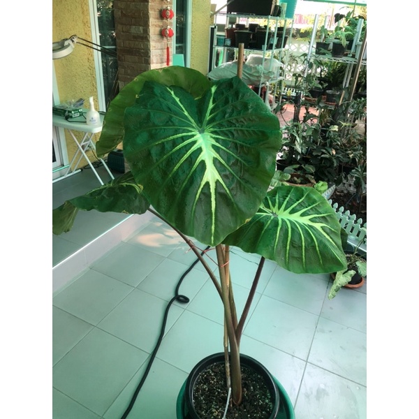 ต้นบอนไวท์ลาวา-ไซส์แม่พันธ์สูง1เมตรมี3ไหลcolocasia-white-lava