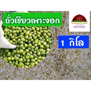 ถั่วเขียวเพาะงอก1กิโล คัดเกรด รับประกันอัตรางอก