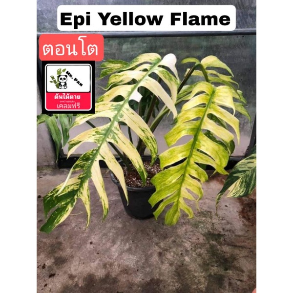 Epi Yellow Flame 