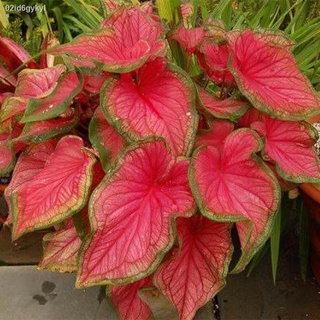 02id6gykylบอนสี 100 แคปซูล เมล็ดพันธุ์ สีผสม Caladium Seeds พันธุ์ไม้ดอก เมล็ด พันธุ์ไม้หายาก ต้นไม้ฟอกอากาศ ต้นไม้มงคล