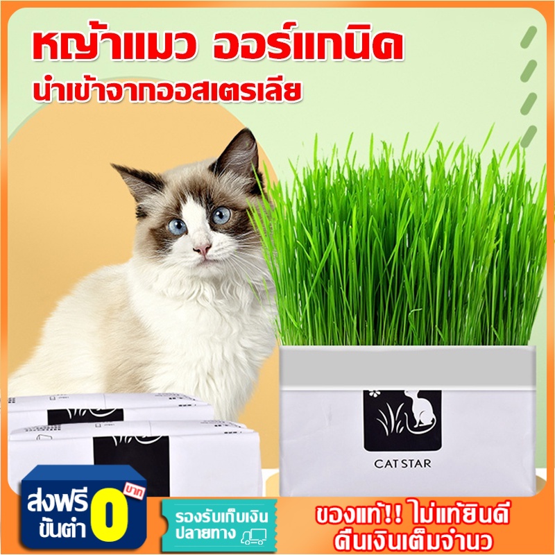 หญ้าแมว-ออร์แกนิค-ข้าวสาลีแมว-ต้นหญ้าแมว-หญ้าแมวพร้อมทาน-สำหรับ-หมา-แมว-และสัตว์กินหญ้าอื่นๆ