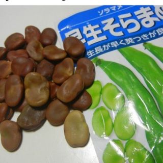 เมล็ดพันธุ์ถั่วปากอ้า WASE SORAMAME

(วาเสะโซระมะเมะ)