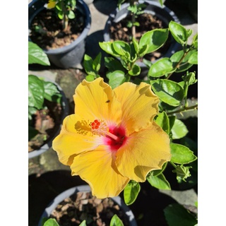 ดอกชบาฮาวาย สีเหลือง ใส้แดง สูง60cm ในกระถาง10นิ้ว ดอกดก รากแข็งแรง