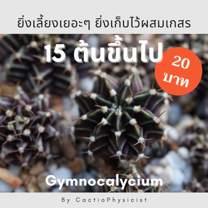 ยิมโน-lb-hybrid-พ่อแม่ดอกชมพู