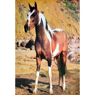 โปสเตอร์ รูปถ่าย ม้า พันธุ์อเมริกัน เพนต์ POSTER 21”x30” นิ้ว American Paint Horse