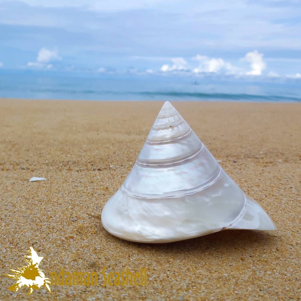 andaman-seashell-เปลือกหอย-เปลือกหอยนมสาว-ขัดมุก-tectus-niloticus