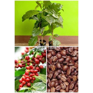 กาแฟ มี 2 พันธุ์ อราบริกร้าและโรบัสต้า ต้นพันธุ์เพาะเมล็ด ต้นละ 179 บาท