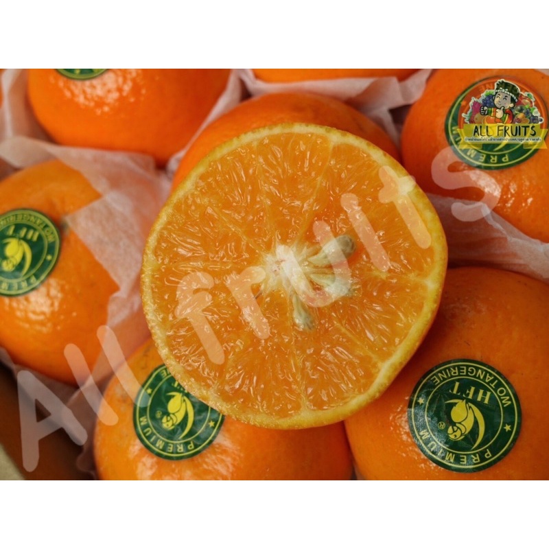 ส้มไต้หวันตรานกแก้ว-ส้มไต้หวันแท้ฤดูกาลใหม่-รสชาติหวานมากกำลังอร่อยผิวสวยลูกใหญ่ครับข-we