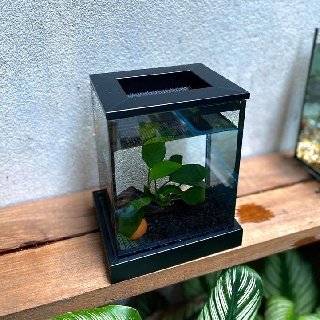 Betta Corner Set ตู้ปลาขนาด 4*5*6 “ ฐานสีดำ พร้อมของตกแต่งในตู้ หิน ต้นไม้ผูกขอน + โอ่งจิ้ว