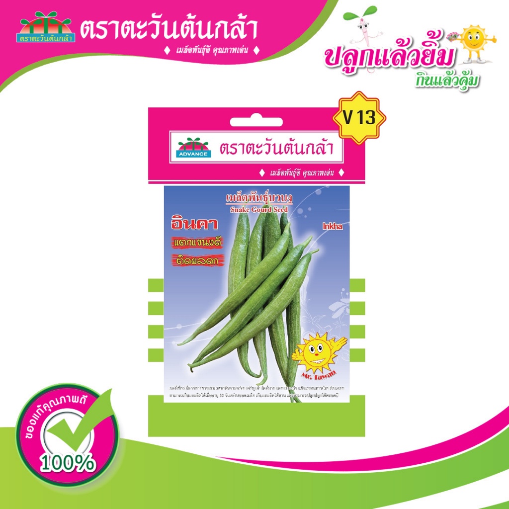 เมล็ดบวบงู-อินคา-ตราตะวันต้นกล้า