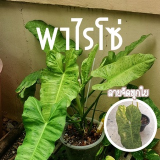 ตัดสด‼️พาไรโซ่ ลายชัดPhilodendron pariso ใบใหญ่ ด่างขาว