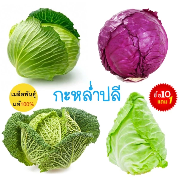 กะหล่ำปลี 10แถม1!!