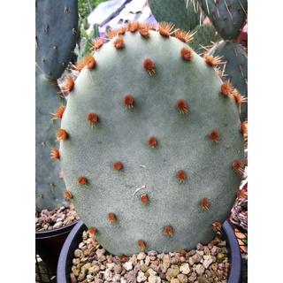 Opuntia Acciculata Dollar ชำมีรากแล้ว