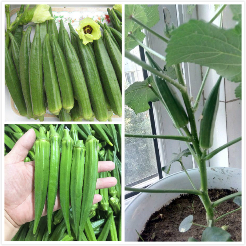 เมล็ดพันธุ์ กระเจี๊ยบเขียว Okra Seeds Vegetable Seeds บรรจุ 100 เมล็ด