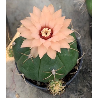 ยิมโนคาไลเซียม ชิควิทานัม(gymnocalycium chiquitanum)