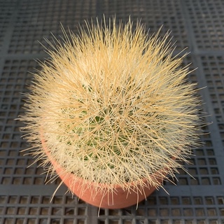 แมมหนามยาวน่ารักสีเหลืองทอง (Mammillaria marcosii)