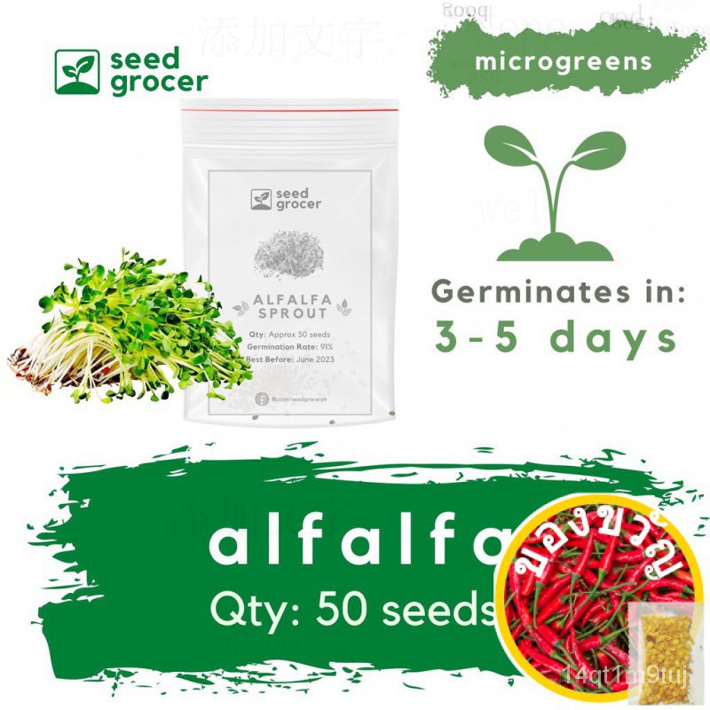 plantable-alfalfa-microgreen-sprout-seeds-high-quality-vegetable-seeds-bhcnพาสต้า-กุหลาบ-กระโปรง-เด็ก-เสื้อ-คื่นฉ่าย-มะล