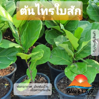 ต้นไทรใบสัก Fiddle Fig ไทรใบสัก ไทร ต้นไทร สวนเขาหมาก ไม้ฟอกอากาศ ไม้ประดับ เพื่อการพักผ่อน home decoration รับประกัน...