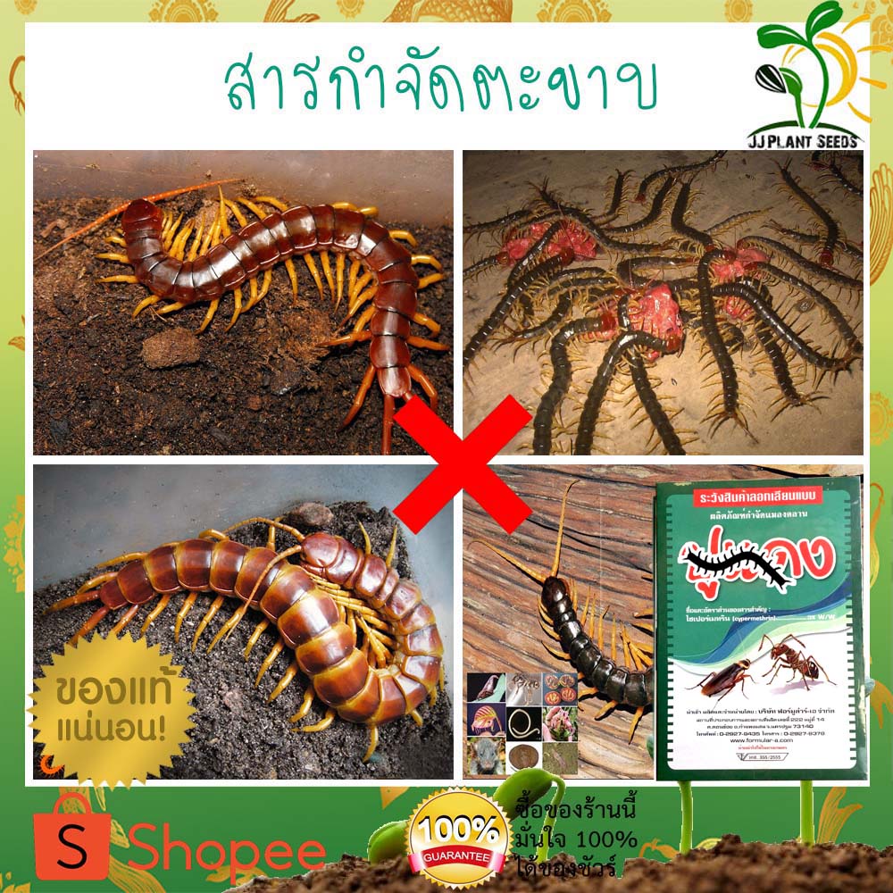 สารกำจัดตะขาบ-ขนาด-500-กรัม-ใช้ป้องกันและกำจัดแมลงในบ้านเรือน-หรืออาคารสถานที่-by-jj-plant-seeds-กำจัดตะขาบ