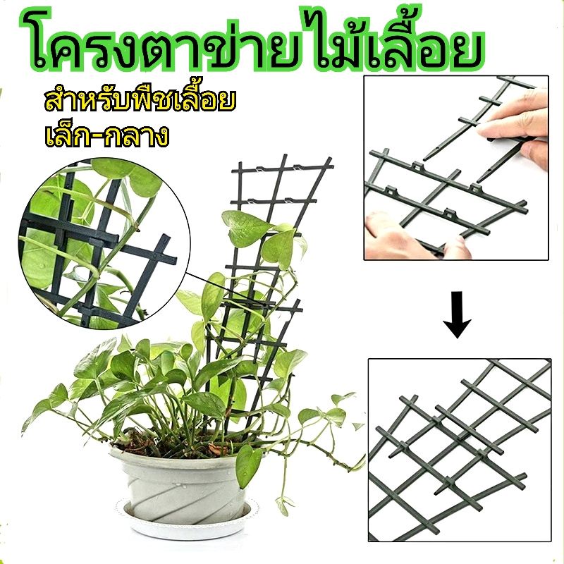 โครงตาข่ายไม้เลื้อย