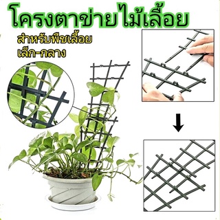 โครงตาข่ายไม้เลื้อย..