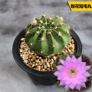 ดอกไม้สีชมพู Short Hair Bolus Cactus Ball หายากดอกไม้สีชมพูดิบแคคตัสพืชอวบน้ำสำนักงานป้องกันรังสี