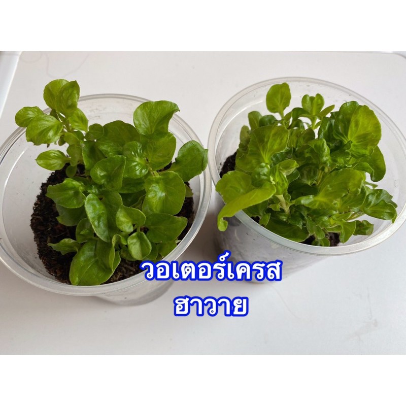 วอเตอร์เครส-ฮาวาย-สำหรับปลูก