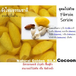 สินค้า Golden Silk Cocoon รังไหม ธรรมชาติ สีเหลือง พันธุ์พื้นบ้าน รังไหมขัดหน้า รังไหมทำสบู่