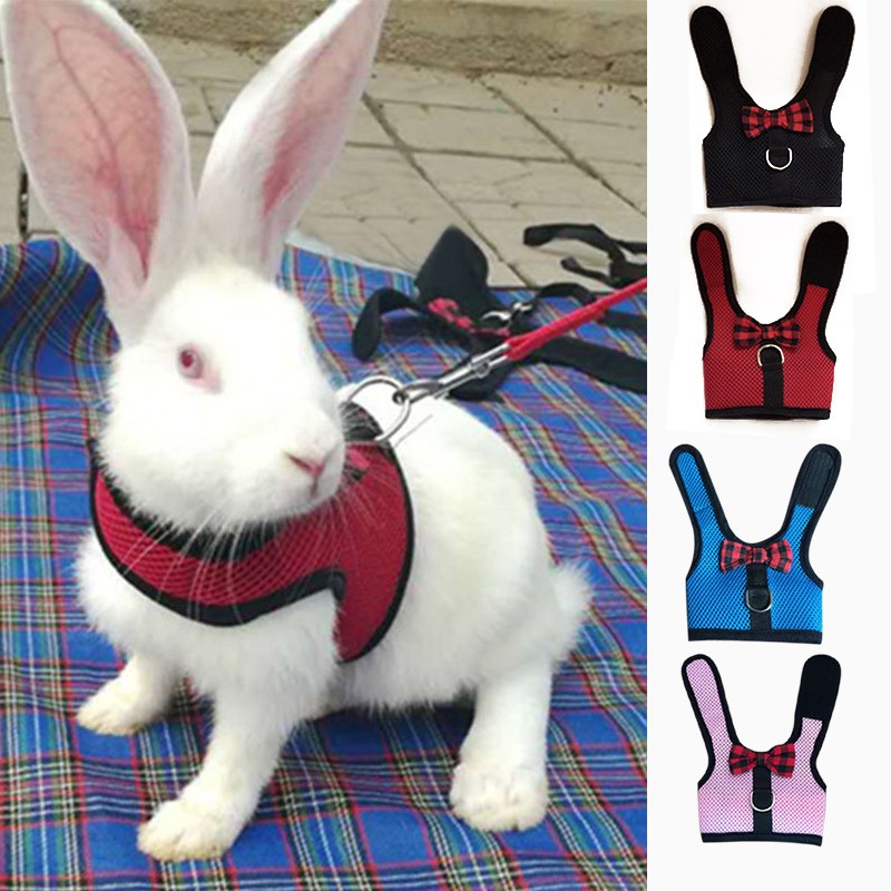 ชุดสายจูงกระต่าย-pet-ปลอกคอสัตว์เลี้ยง