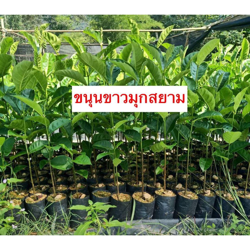 2ต้น-ขาย-ต้นพันธุ์-ต้น-ขนุนขาวมุกสยาม-ขนุน-สายพันธุ์-โบราณ-หายาก-ต้นขนุน-สี-ขาว-ไม้มงคล