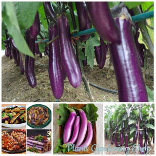 （เมล็ดพันธุ์ ถูก คละ）เมล็ดพันธุ์ มะเขือยาวม่วง Eggplant Seeds เมล็ดพันธุ์ผัก แต่ละแพ็คมี 200 เมล็ด - Seeds for planting