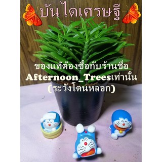 ซื้อ 1แถม1 คละได้ กดใส่ตระกร้า2ต้นลดอัตโนมัติ👍 ต้นบันไดเศรษฐี 👉ส่งพร้อมกระถางขนาด 3 นิ้ว👈 (ไม้ร่มได้แดดได้) 1ต้นก็ส่งค่ะ