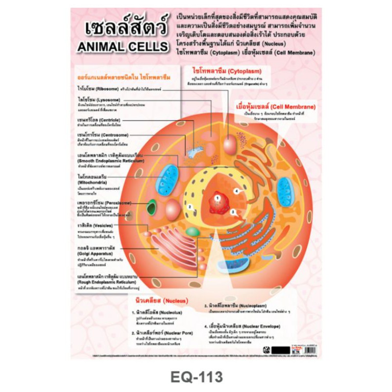 เซลล์สัตว์-eq-113-โปสเตอร์-กระดาษหุ้มพลาสติก