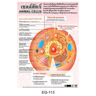 เซลล์สัตว์ EQ - 113 โปสเตอร์ กระดาษหุ้มพลาสติก