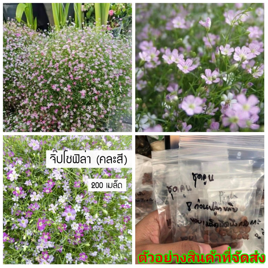 ขาย-เมล็ด-จิ๊บโซฟิลล่า-คละสี-gypsophila-เมล็ดพันธุ์ดอกไม้สวยงาม