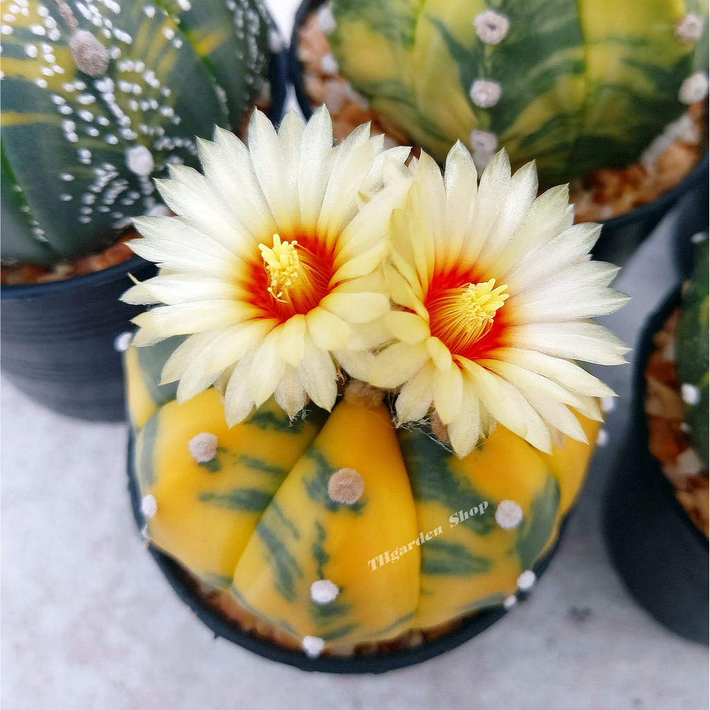 เมล็ดกระบองเพชร-แอสโตร-ด่าง-มิกซ์-astrophytum-variegated-mixed