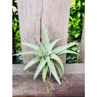 Tillandsia Capitata “Silver Rose”