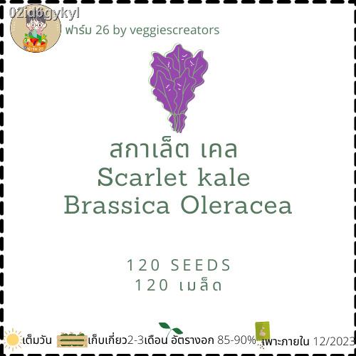 เมล็ดผักเคล-เคลม่วง-สกาเรต-scarlet-kale-เมล็ดนำเข้าจากอังกฤษ-อัตรางอก85-90-เมล็ดพันธุ์ผักเคล-เคลใบหยิกม่วง