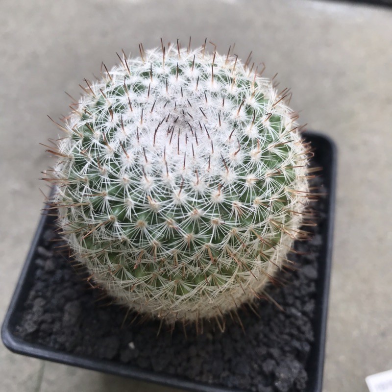 mammillaria-elegans-ไม้นำเข้า-กระบองเพชรแมม