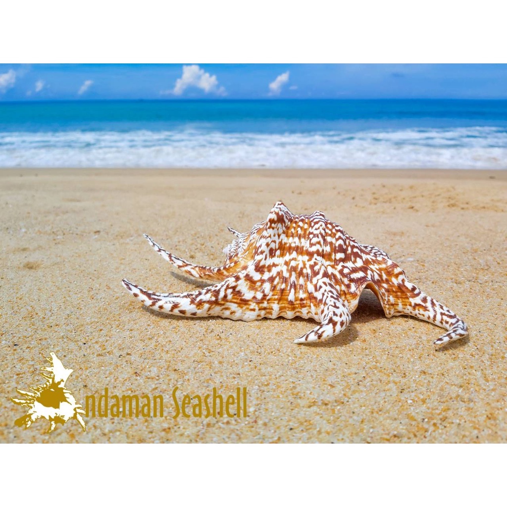 andaman-seashell-เปลือกหอย-จักรนารายณ์-harpago-chiragra-ธรรมชาติ