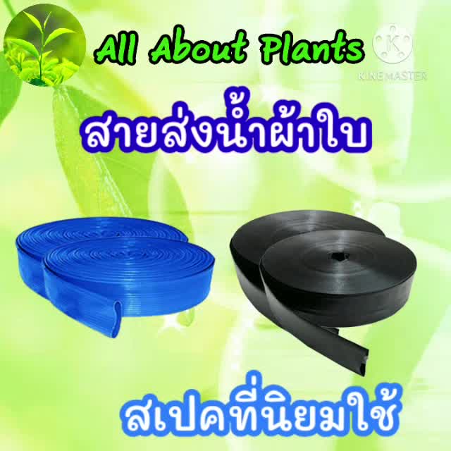 สายส่งน้ำ-11-2-ยาว-100-m-ตรา-rain-star-สายส่งน้ำ-ฟ้า-1-1-2นิ้ว-สายสำหรับส่งน้ำ-ส่งน้ำสำหรับทำเกษตร