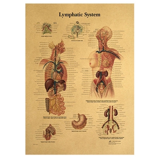 ภาพขนาดย่อของภาพหน้าปกสินค้าThe Human Body Lymphatic System Structure Hd โปสเตอร์กระดาษสําหรับตกแต่งบ้าน จากร้าน lanfy1.th บน Shopee ภาพที่ 7