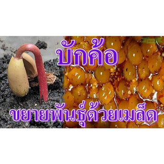40 เมล็ด เมล็ดพันธุ์ ตะค้อ หมากค้อ ต้นโชค หมากค้อ บักค้อ ตะคร้อ ผลไม้แถบเขตอิสาน รสเปรี้ยว