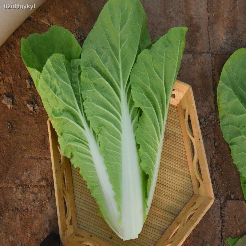 เมล็ด-เมล็ดผักกาดขาว-chinese-cabbage-seed-เมล็ดผัก-ผักกาดขาว-ใบใหญ่-เมล็ดผักสลัด-เมล็ดพันธุ์-300-เมล็ด