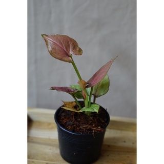 ต้นออมญี่ปุ่น Pink Syngonium sp. กระถาง 3 นิ้ว