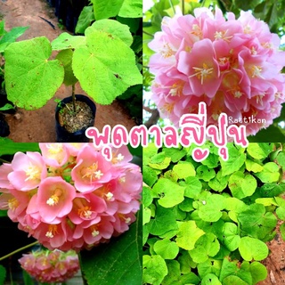 สั่งซื้อ ไม้ดอก พุดชมพู ในราคาสุดคุ้ม | Shopee Thailand
