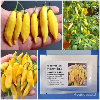 ขายดี สวนครัว/เมล็ดพันธุ์ พริกเหลือง เลม่อนดรอป (Lemon Drop Pepper Seed) บรรจุ 12 เมล็ด คุณภาพด/ขายดี พันธุ์ อินทรีย์ L8