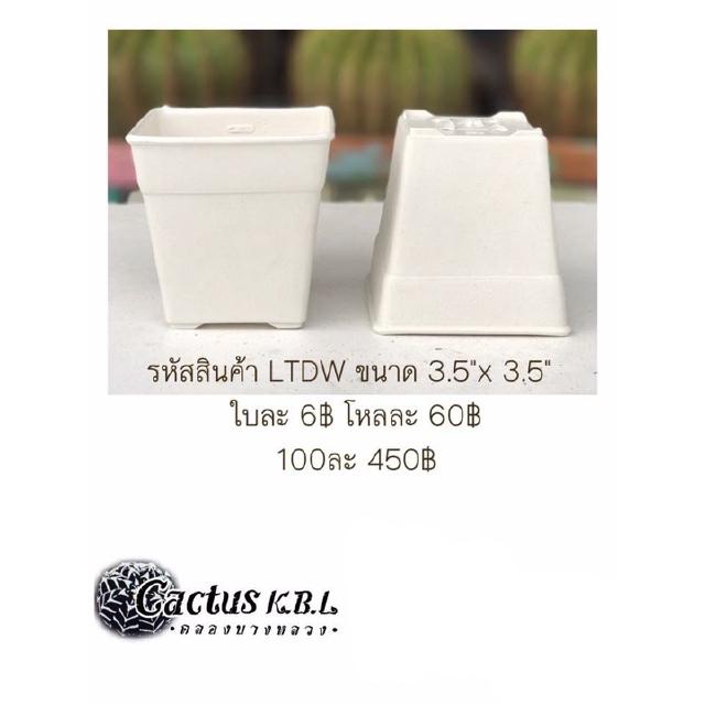 LDTW กระถางต้นไม้แคคตัส ขนาด 3.5 x 3.5 นิ้ว 1 ใบ